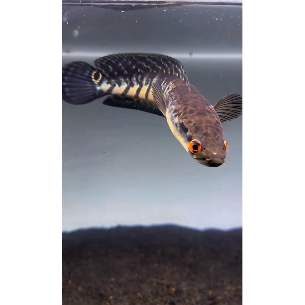 

stiker chana yellow sentarum