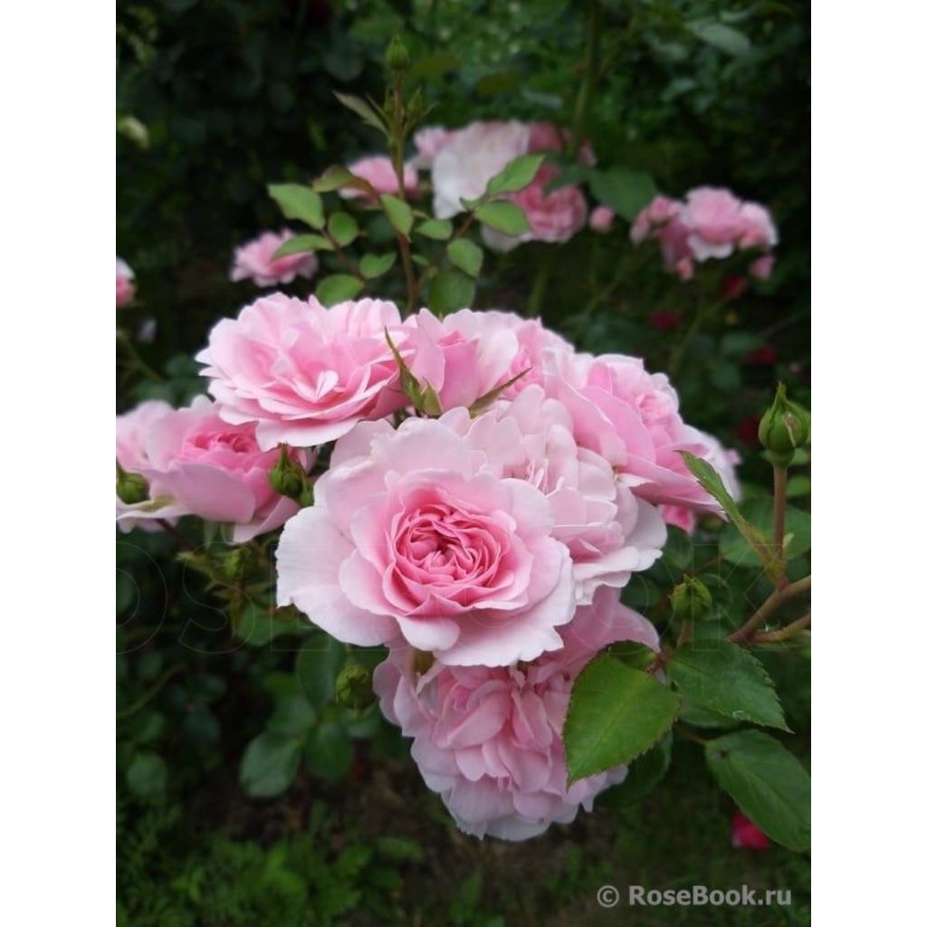 MAWAR IMPORT ROSARIO (remaja)