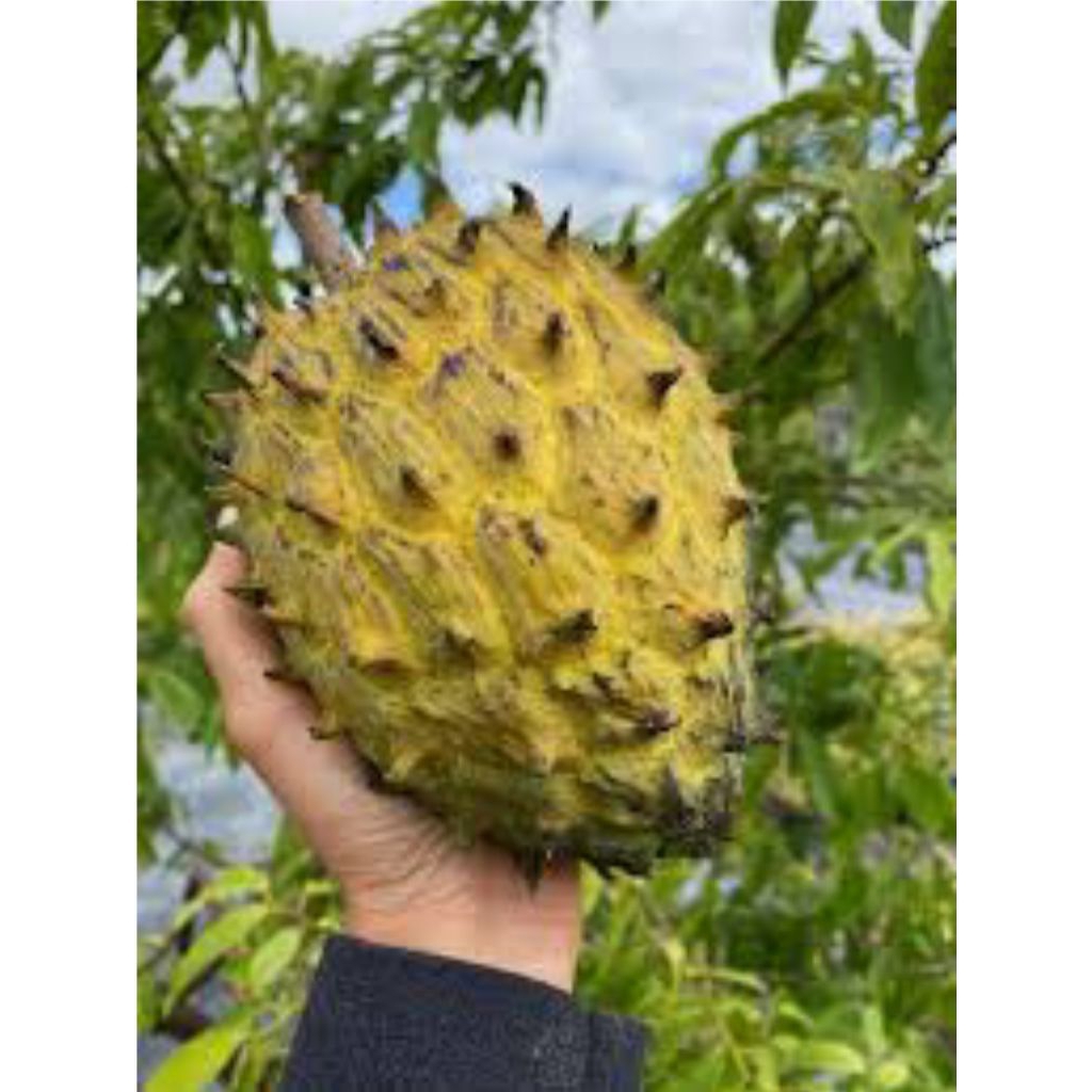 Tanaman Srikaya Biriba