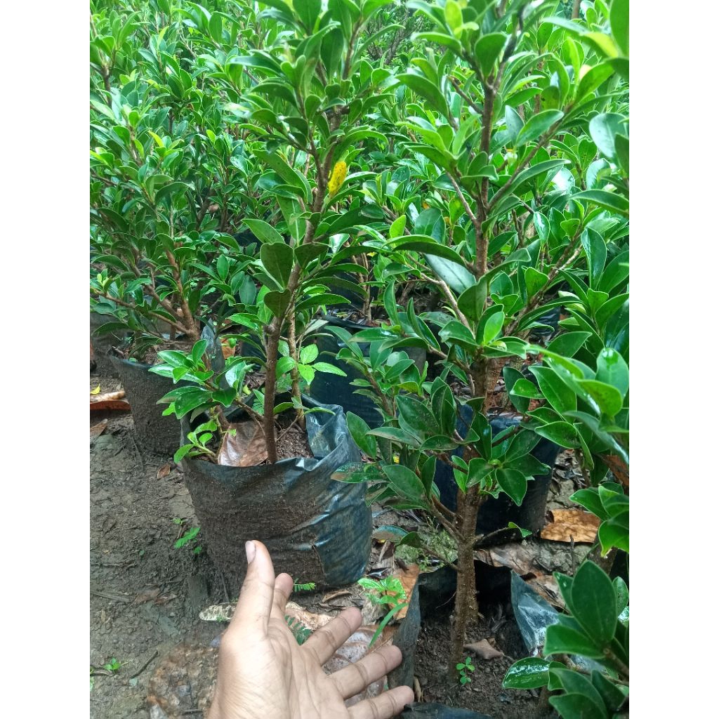 Bibit ficus Elegan bahan bonsai.