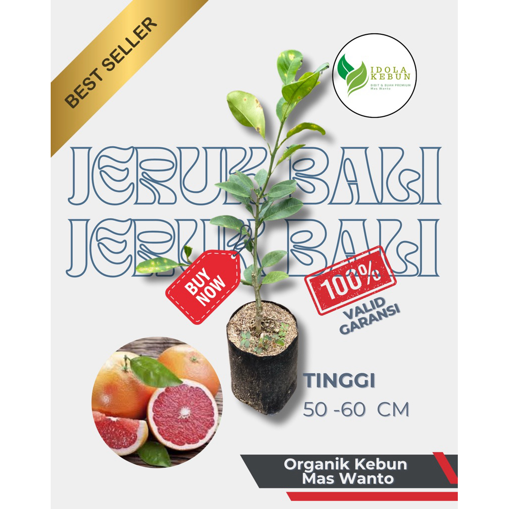 BIBIT BUAH JERUK VARIETAS PAMELO BALI-BIBIT BUAH JERUK PAMELO-BIBIT JERUK PAMELO-BIBIT JERUK BALI