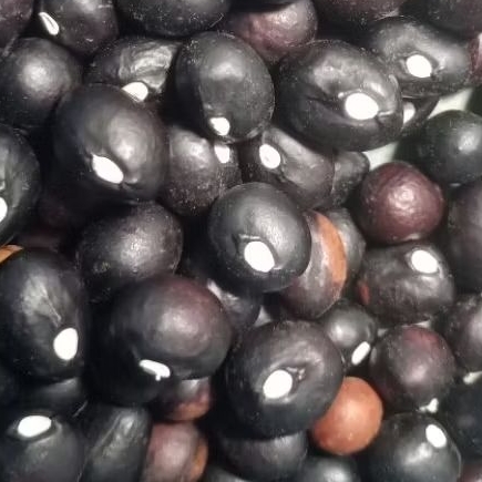 

benih kacang bogor bibit kacang banten 25 butir