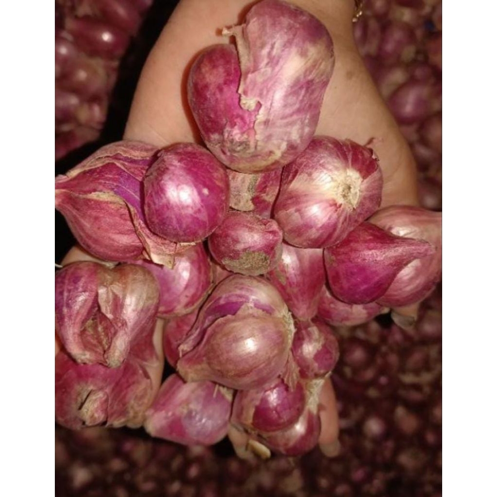 

Bawang Merah Probolinggo Murah (Campur) Kemasan 1.000g/1kg