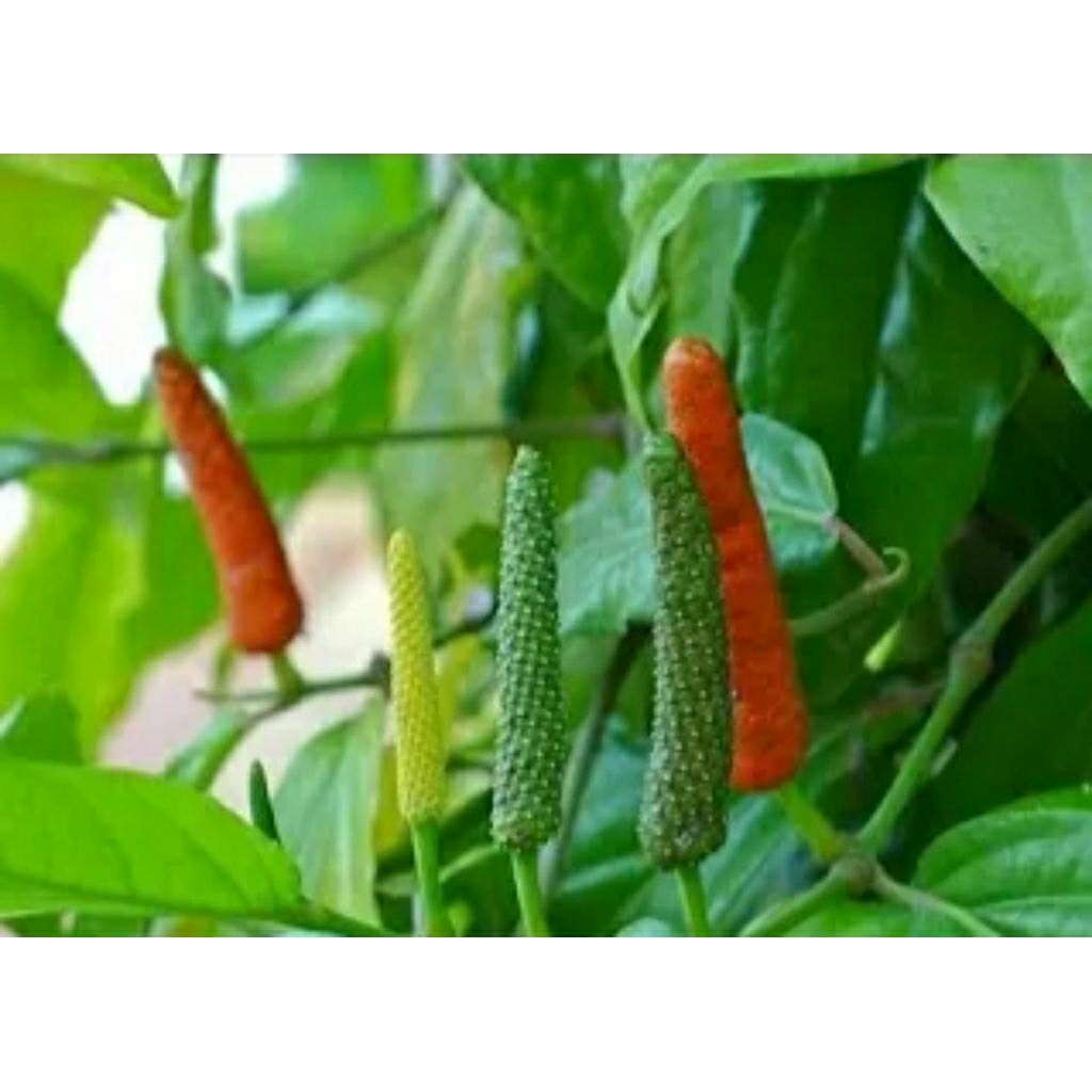 

beli lansung kirim kemasan baru cabe jawa 50g