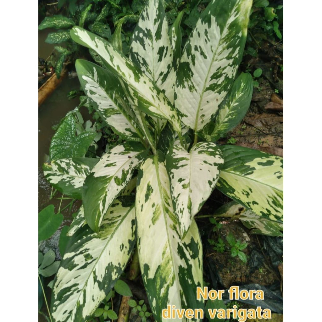 tanaman hias aglonema diven varigata