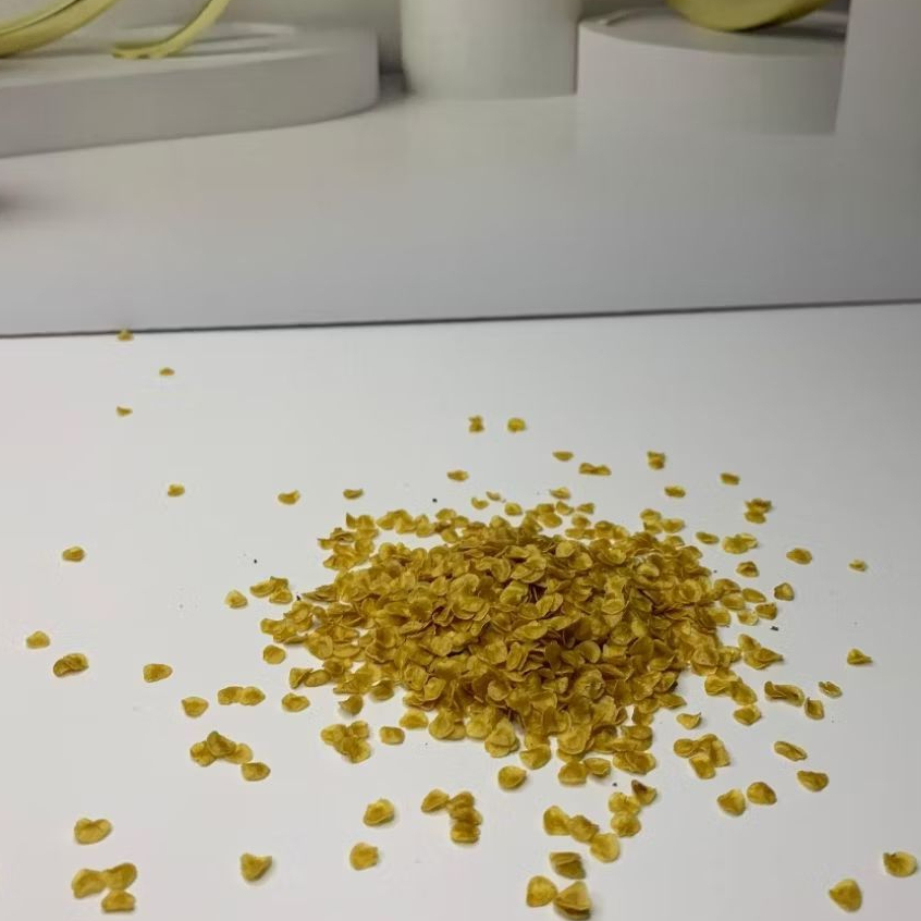 Bibit Terong Pari Terong Hutan