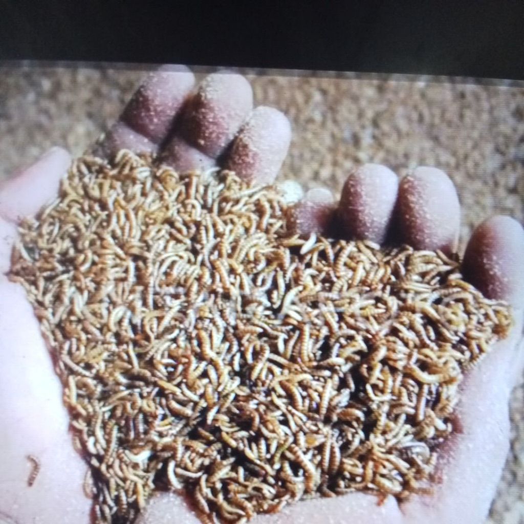 

STIKER ULATKANDANG 100GRAM