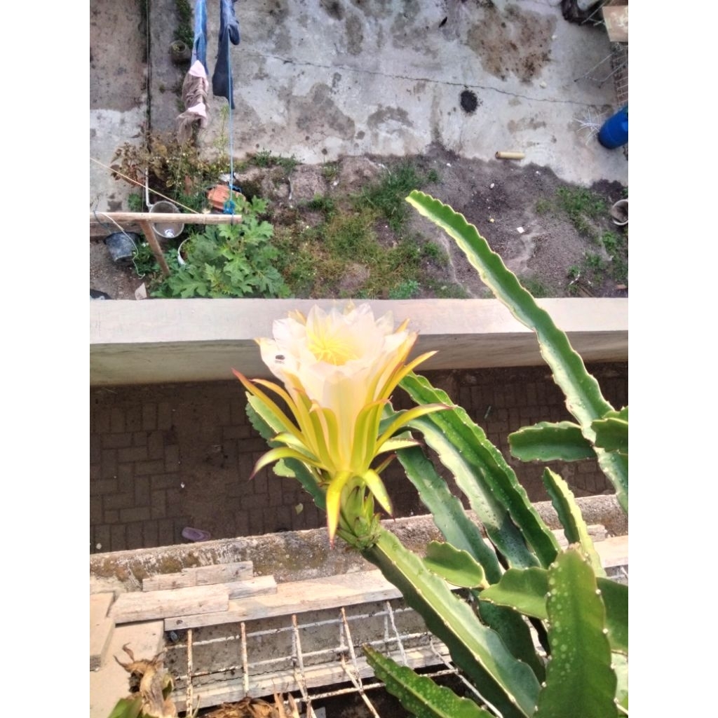 BIBIT BUAH NAGA MERAH/BIBIT BUAH NAGA/BUAH NAGA/TANAMAN HERBAL