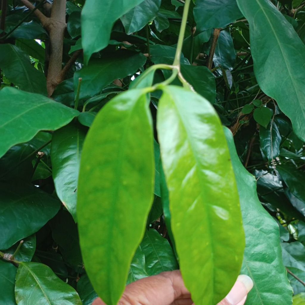 

Daun Muda Melinjo / Godong So segar