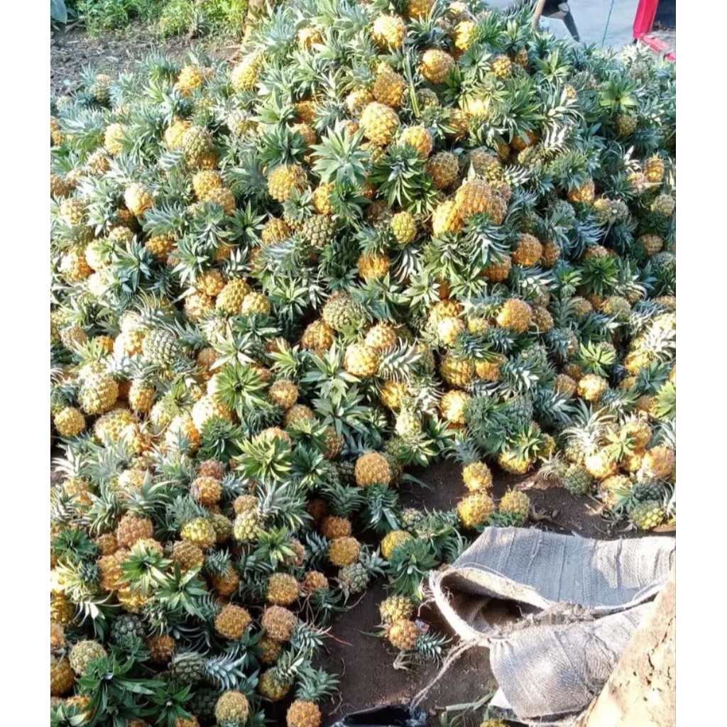 

paket nanas madu pemalang 5pcs