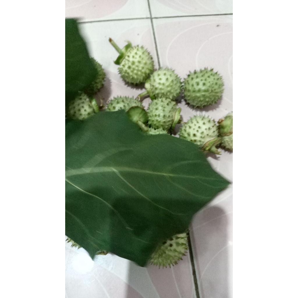 

10 DAUN CUBUNG SEGAR
