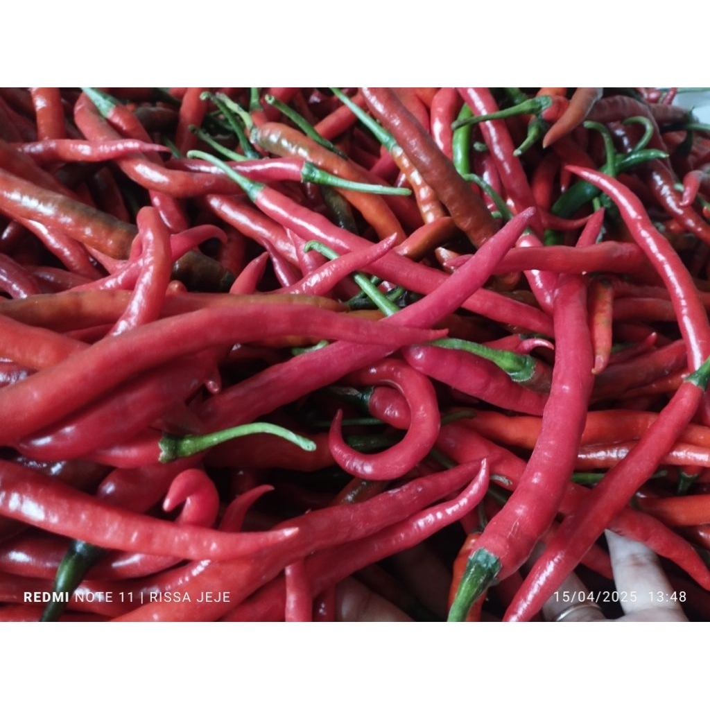 

Cabe kriting merah