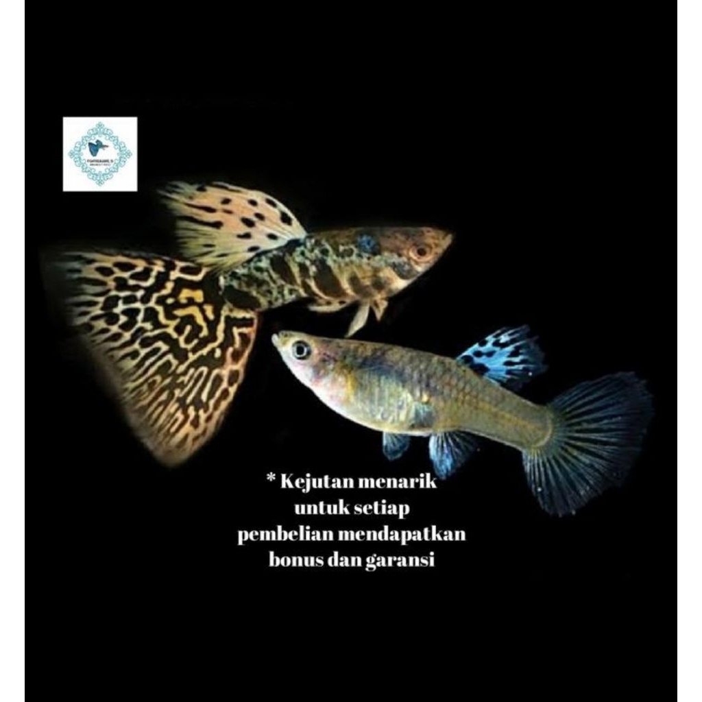 Aquascape Yellow Tiger King Cobra YTKC