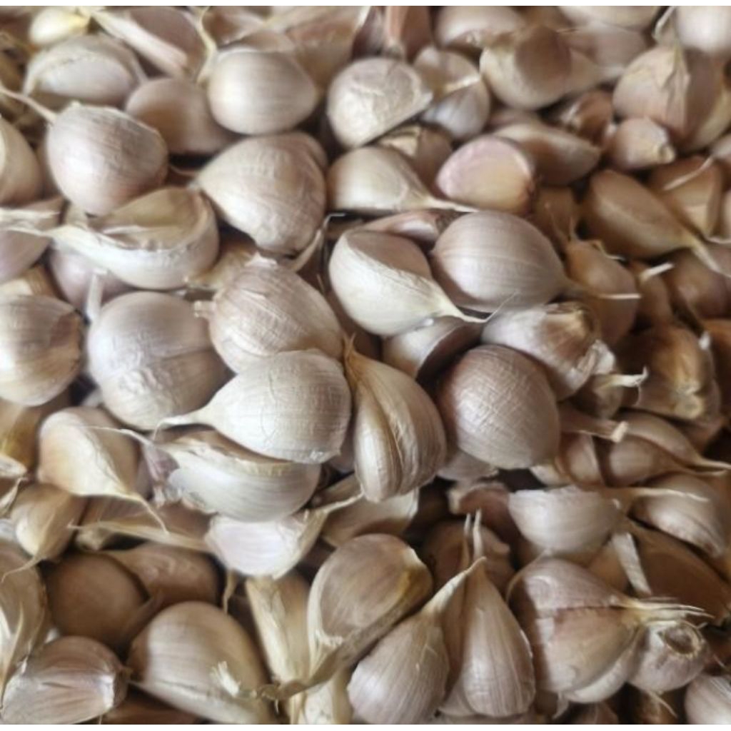 

Bawang Putih Kating Premium 500gr