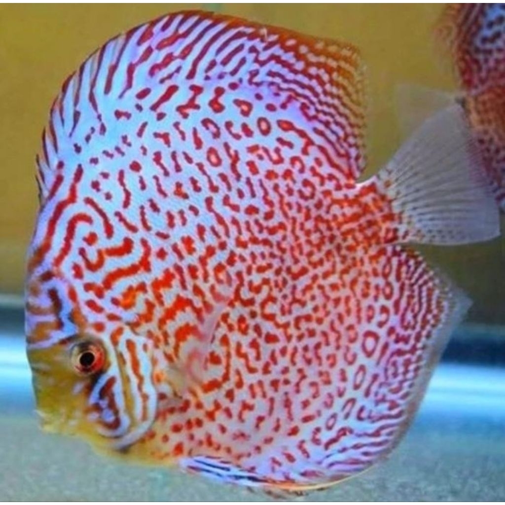 Aquascape Leopard Ring Discus