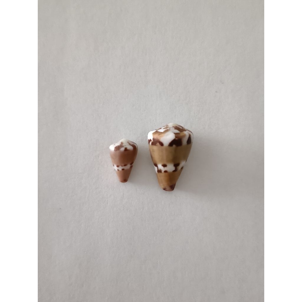 Cangkang Kerang Conus Capitaneus