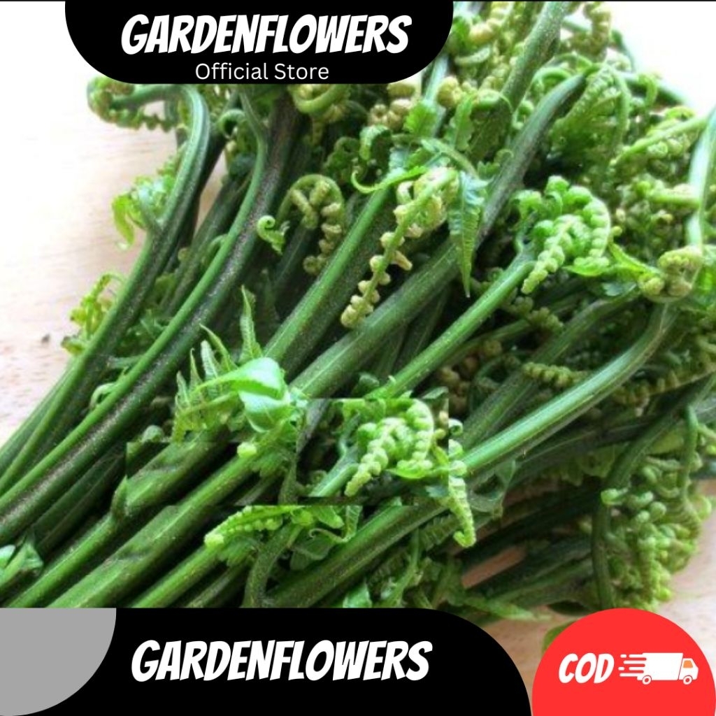 

READY PAKIS SAYUR SEGAR 500gram ORGANIK SAYURAN SEGAR BERNUTRISI