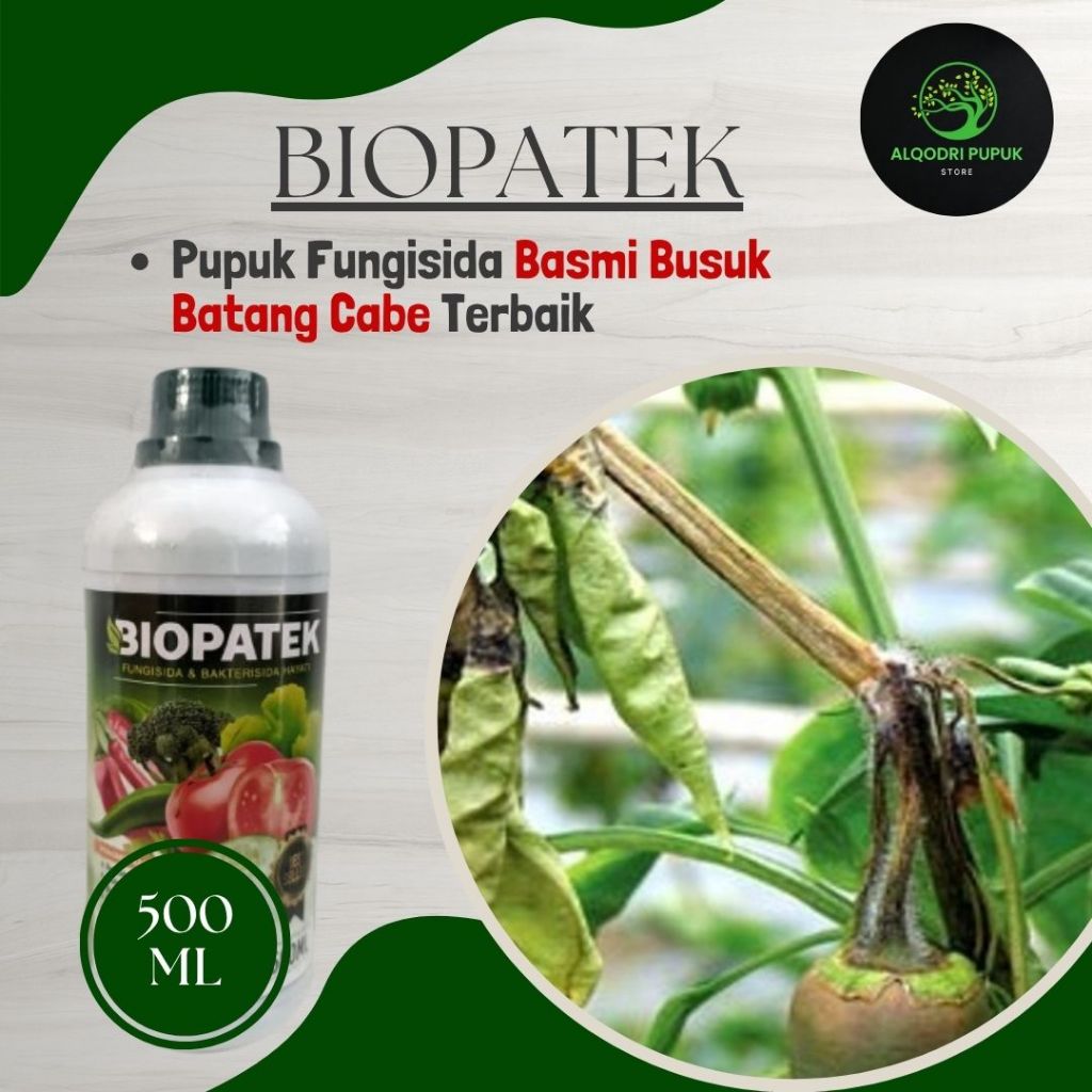 OBAT ANTI BUSUK BATANG CABE TERBAIK - BIOPATEK 500ML - Fungisida basmi busuk akar,busuk batang dan b