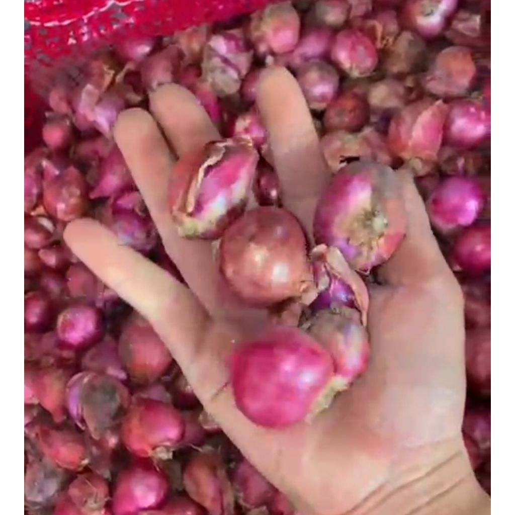 

Bawang Merah Lokal 250gr Jumbo Rata Tanpa Kecil