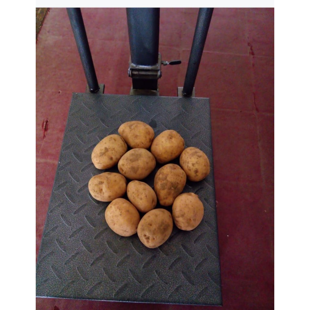 

kentang dieng type c