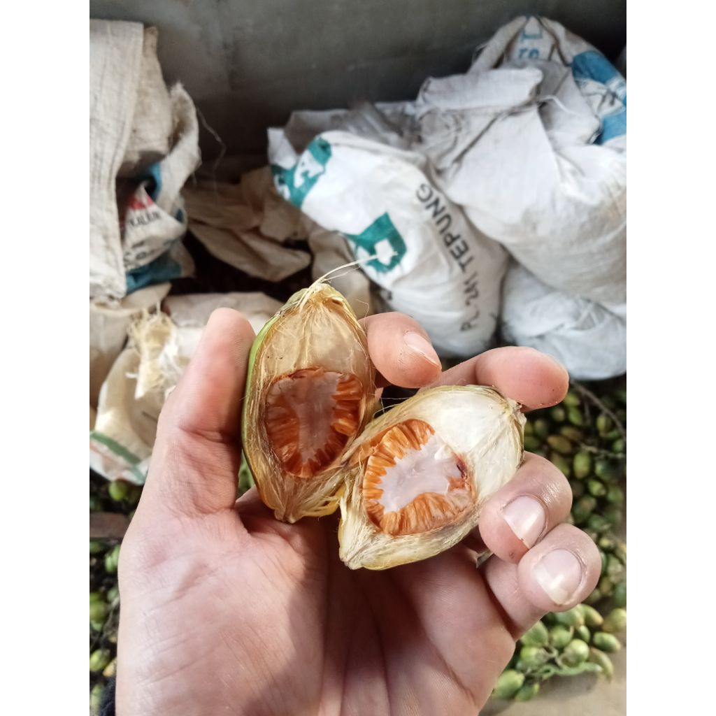 

buah pinang matang/jambe matang 500gram