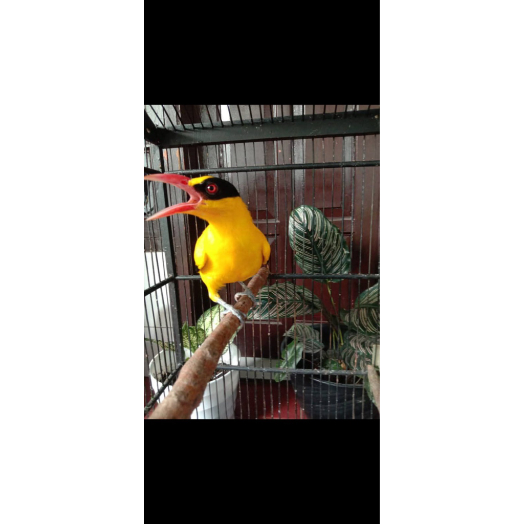 Burung kepodang bali big jantan Bunyi