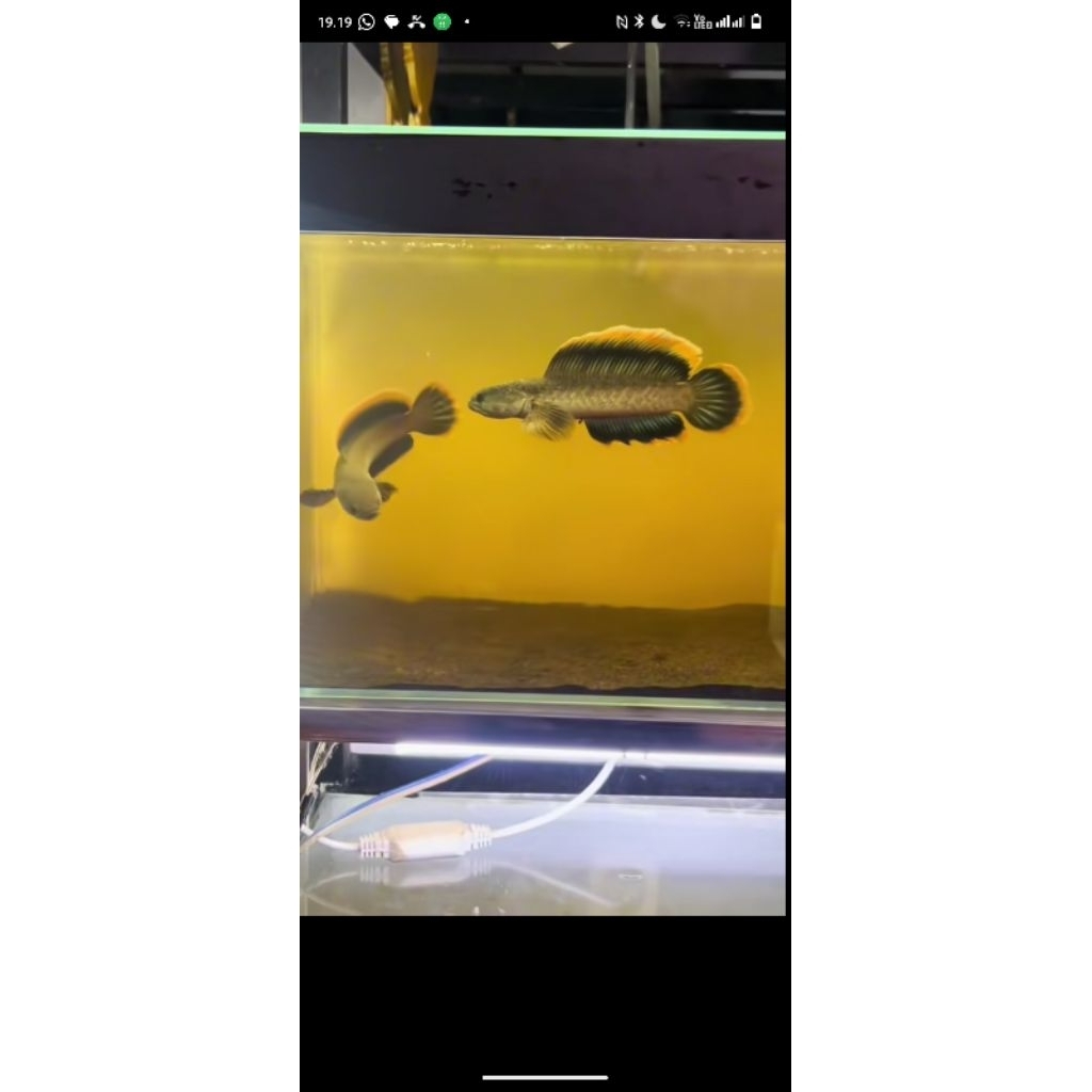 LIMBATA PAIR WC SIAP PROVEN