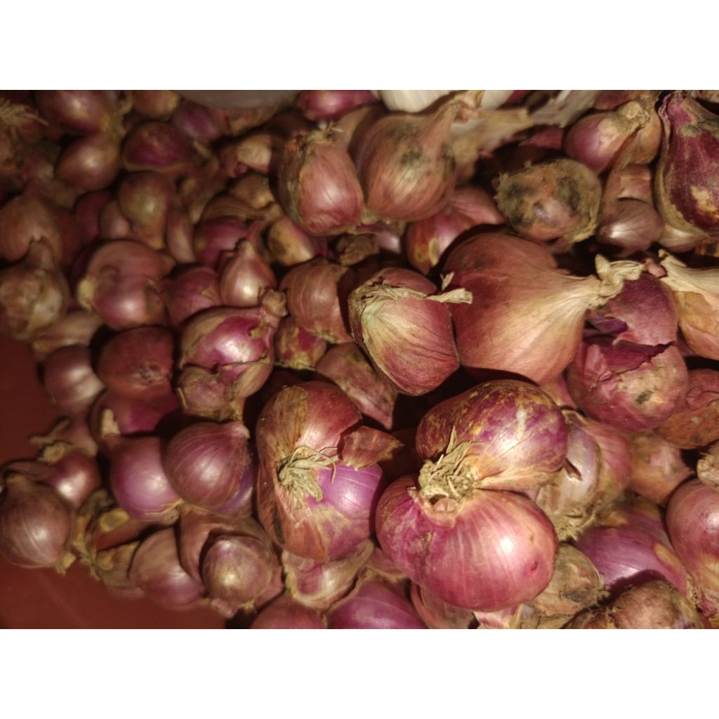 

bawang merah sedang