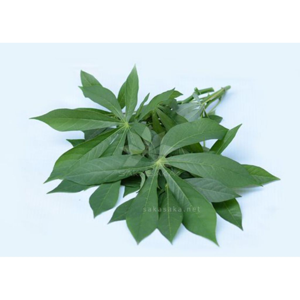 

Daun Singkong Segar/500 gram(Dipetik Saat Dikemas)