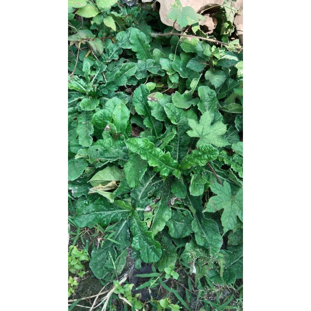 

200gr Jamu Herbal Tapak liman daun dan akar segar 200gram