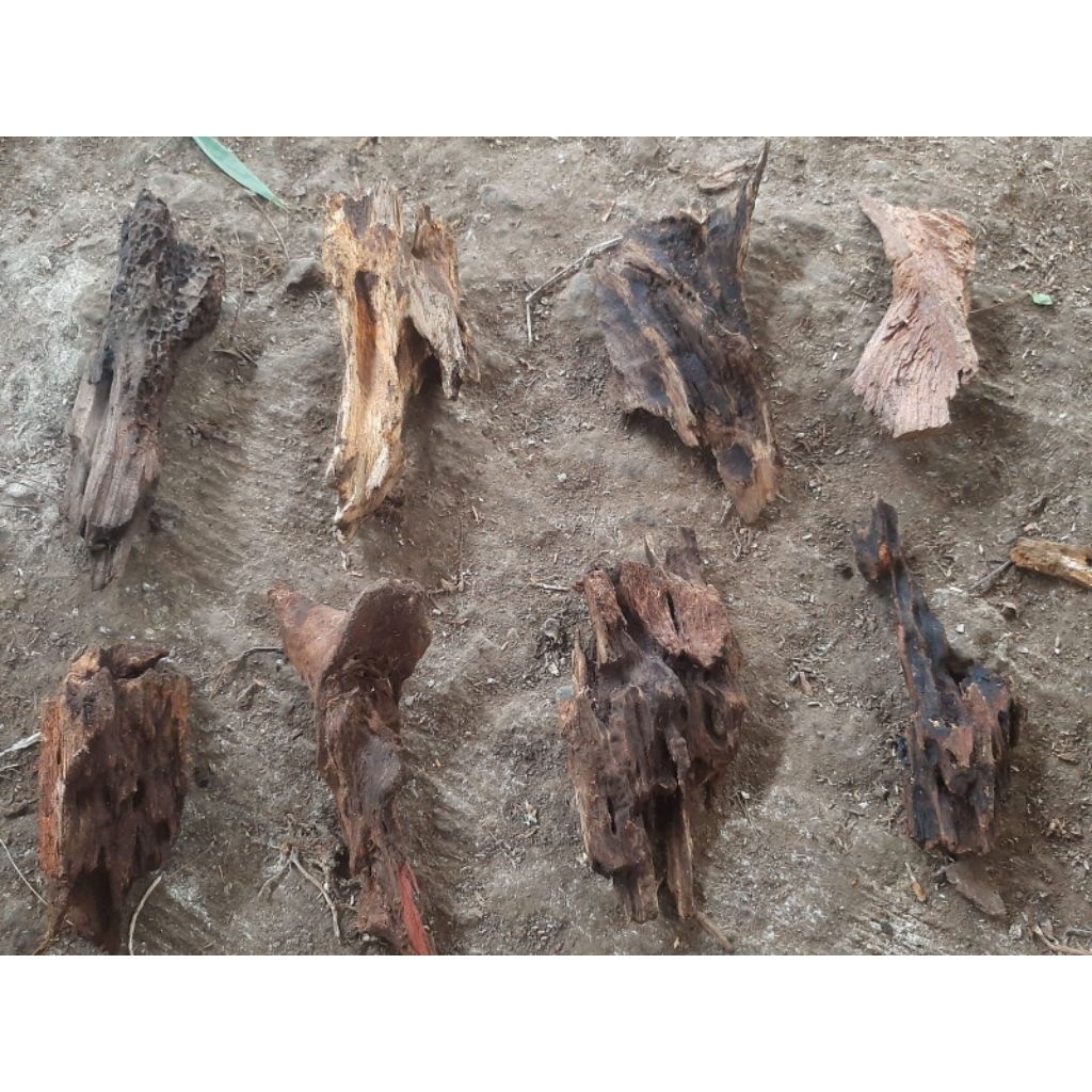 kayu rentek super mini.untuk dithealing aquarium