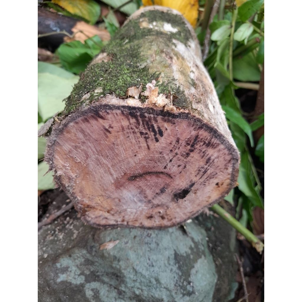 batang kayu kopi gelondongan/panjang 50cm lebar 15x16cm redy siap kirim