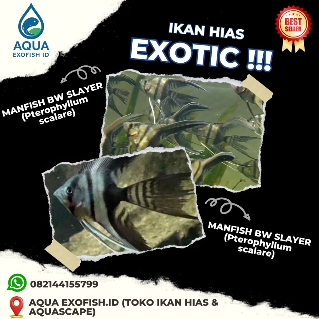 Manfish Bw Slayer Ikan hias Aquascape