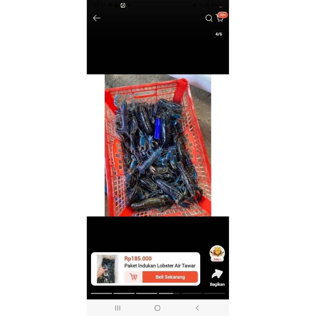 

lobster air tawar dewasa siap dibudidayakn. size 15-18cn.jminan hidup sehat brkwalitas