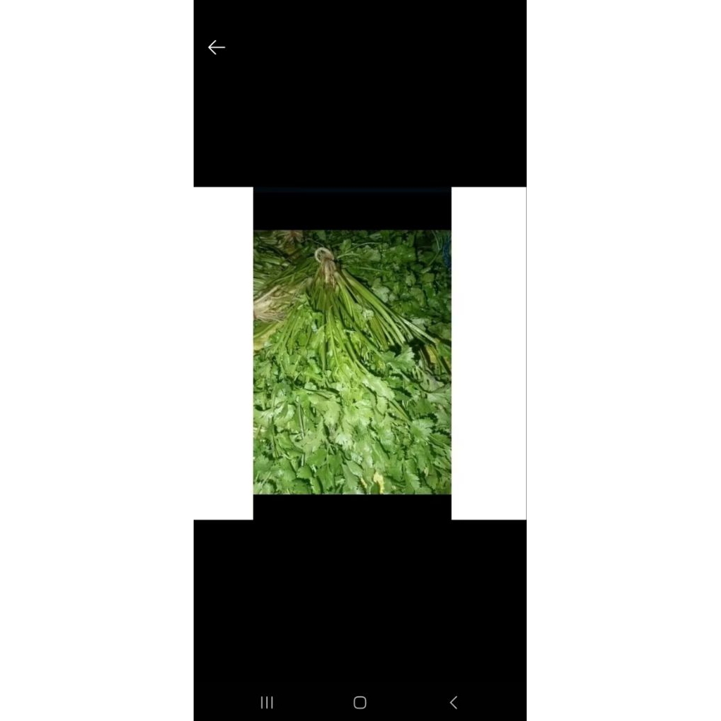 

Daun ketumbar/yansi 1 kg PROMO