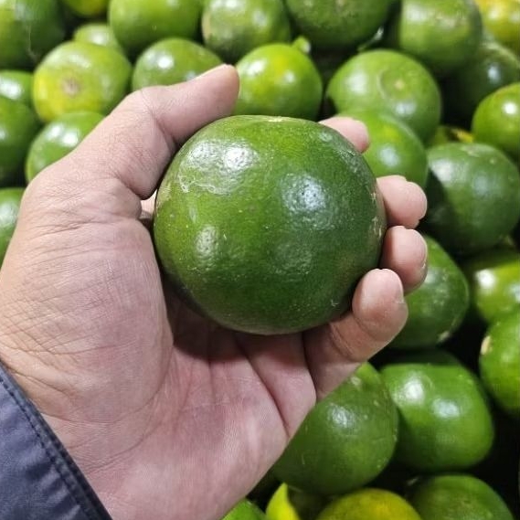 

Jeruk peres segar asli fresh 1kg