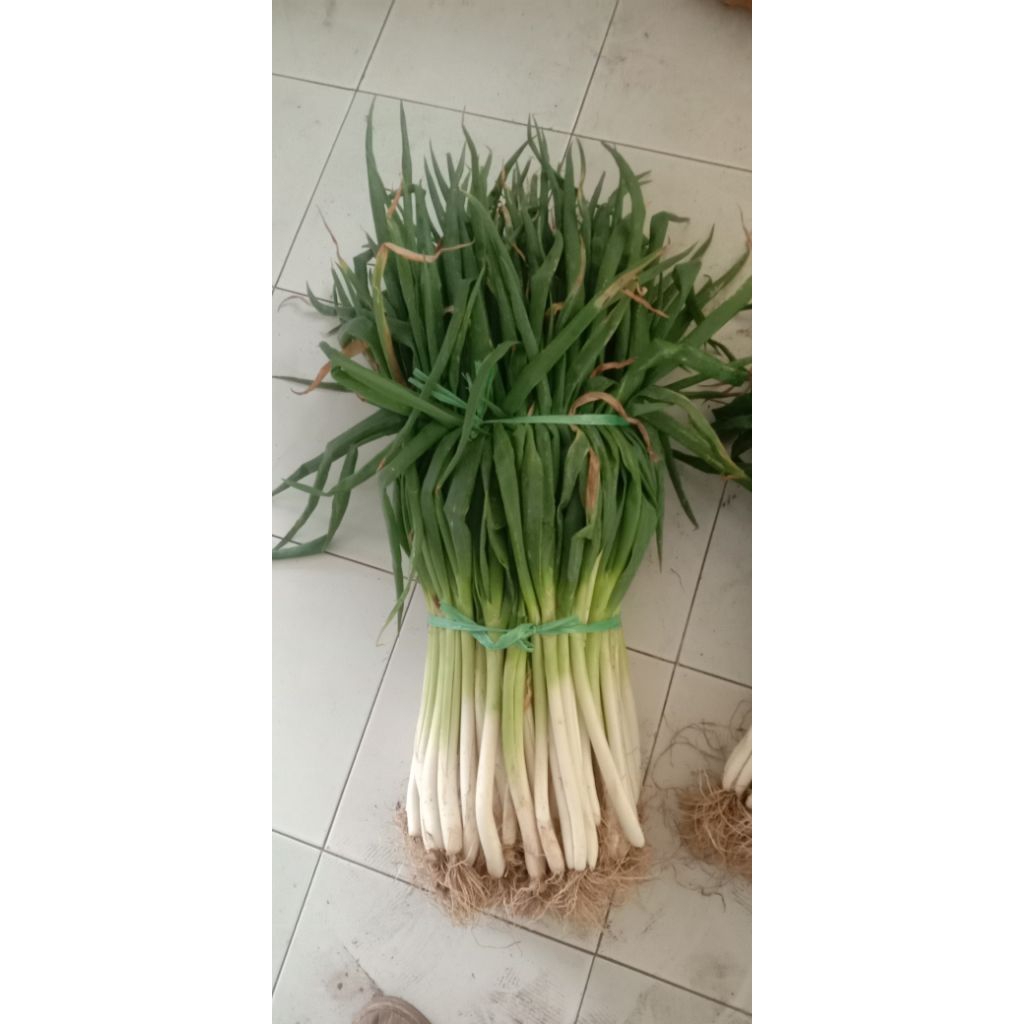 

Daun bawang / daun prei per ikat kurang lebih 1 kg