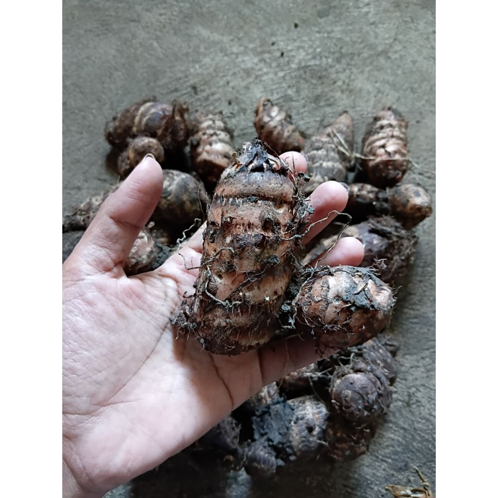 

Talas/ Umbi Talas/ Umbi umbian