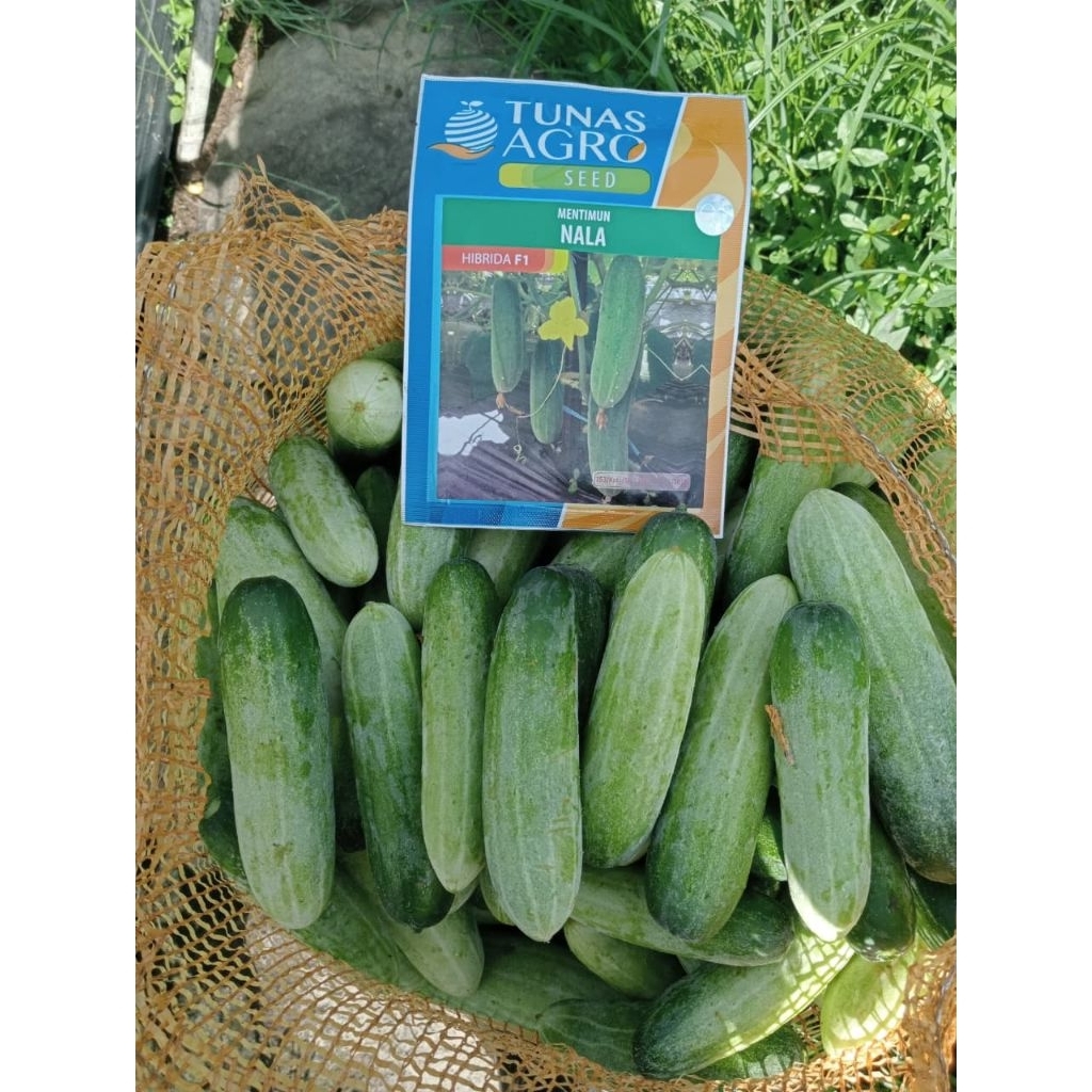 Benih Bibit Timun baby Semi Tunas Agro Nala 20 gr F1