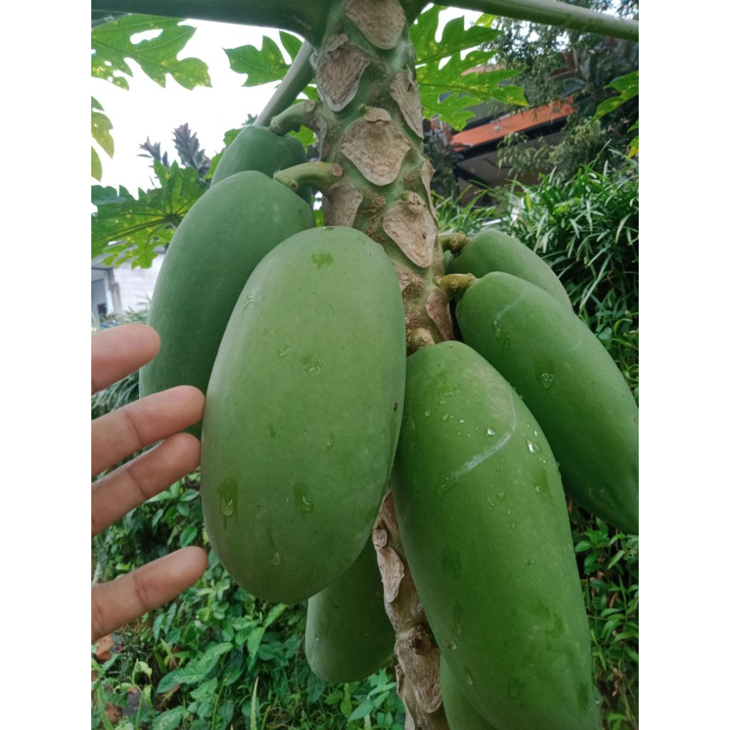 

termurah 1kg buah pepaya/gandul mentah