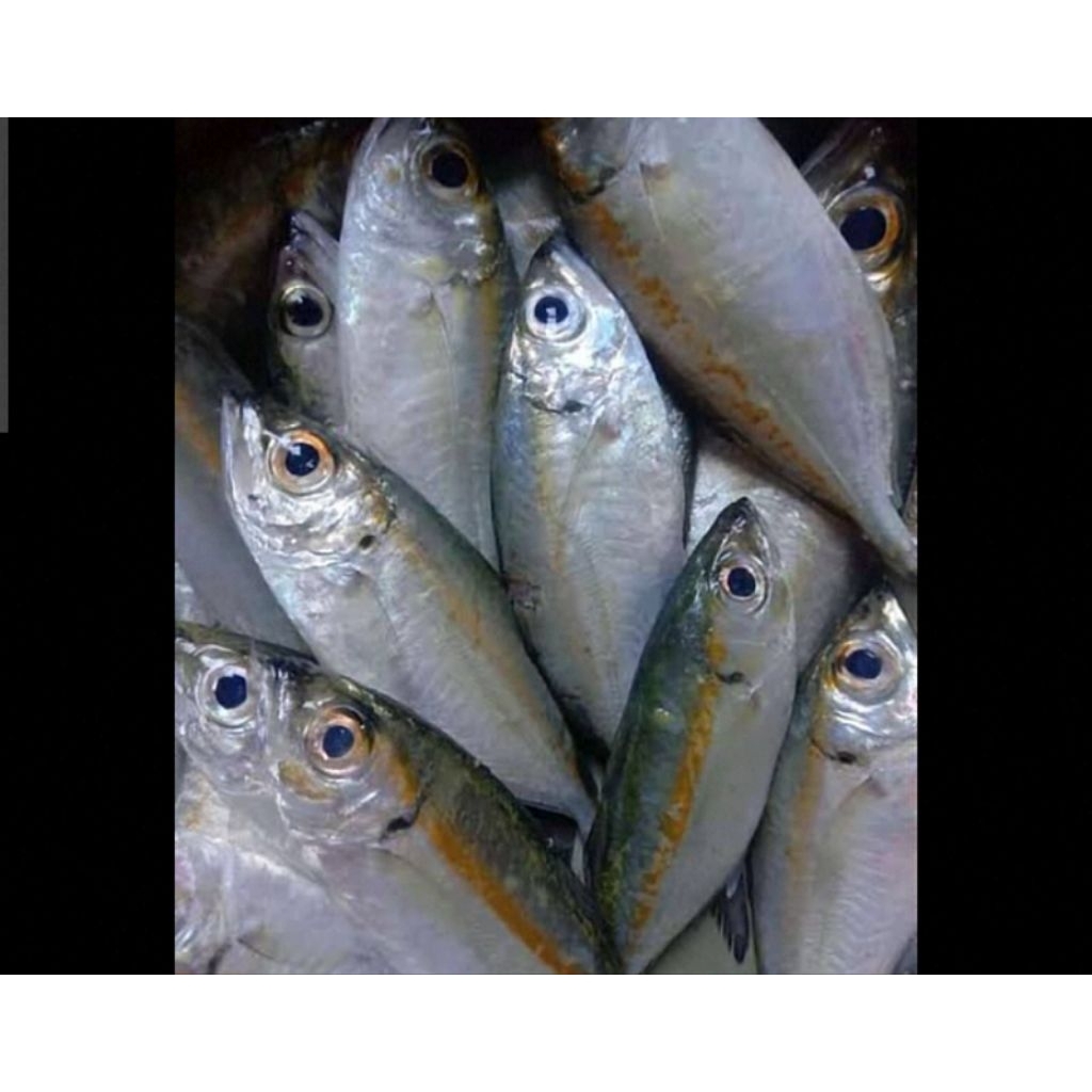 

IKAN KEMBUNG BENTRONG