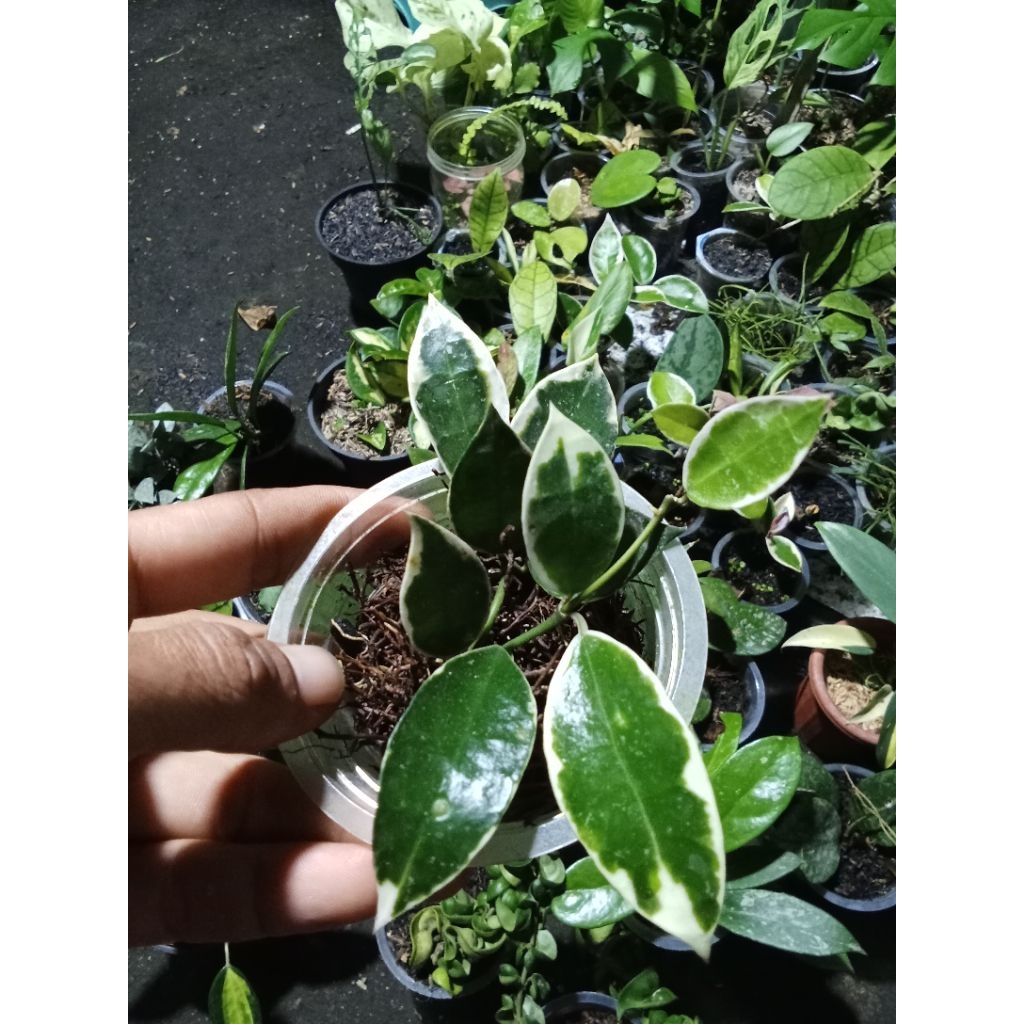 Tanaman Hias Hoya Lacunosa Asami Sp Wonosobo
