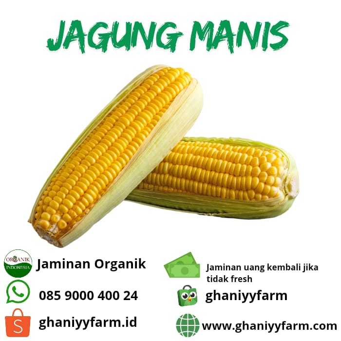

Sayur Organik Jagung Manis Organik 500 Gram