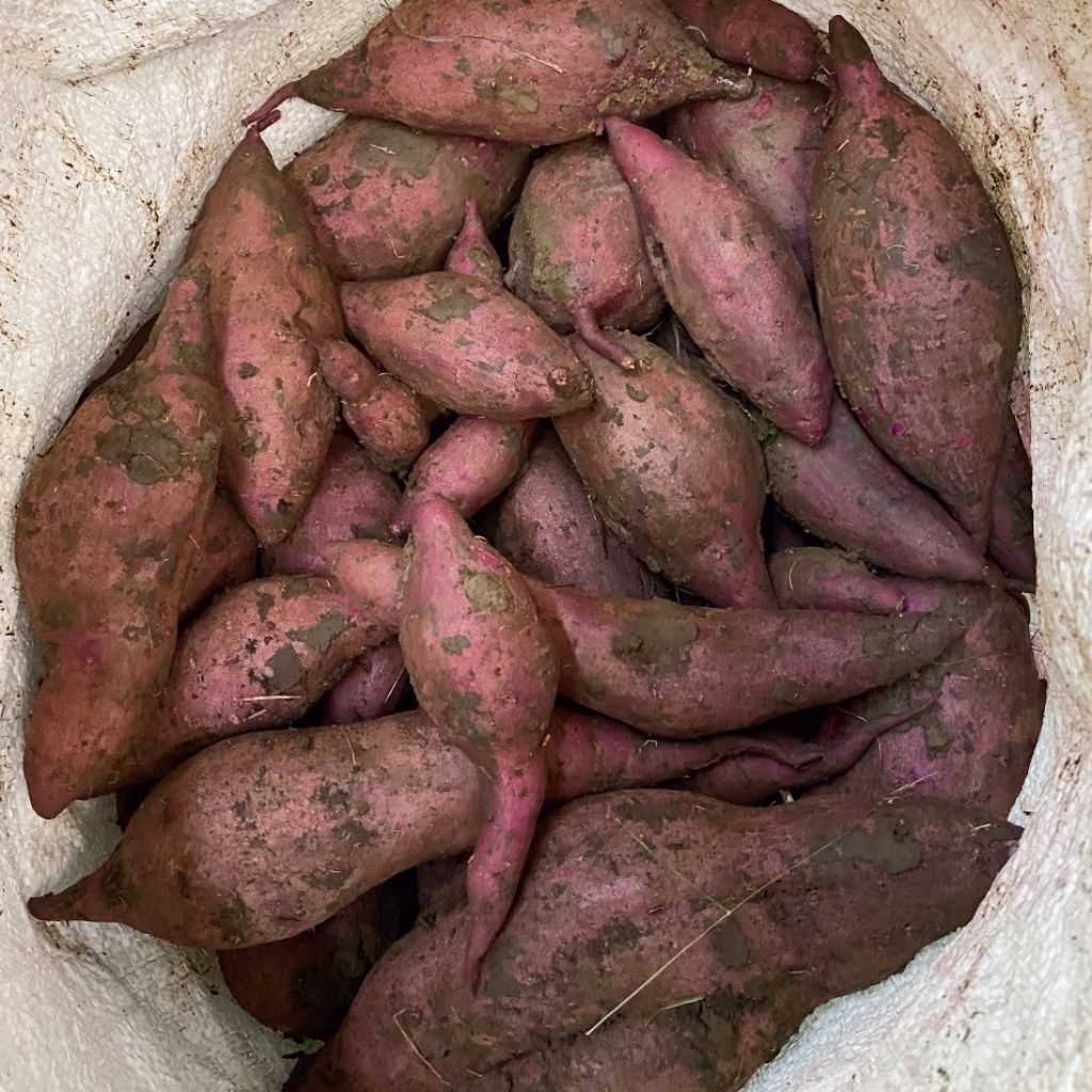 

UBI / TELO UNGU (KECIL-KECIL) 1Kg (1000gr)