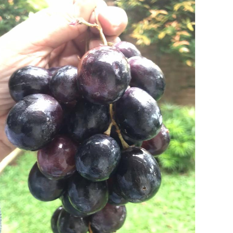 

Anggur Autumn Aus Buah Import Segar Pilihan