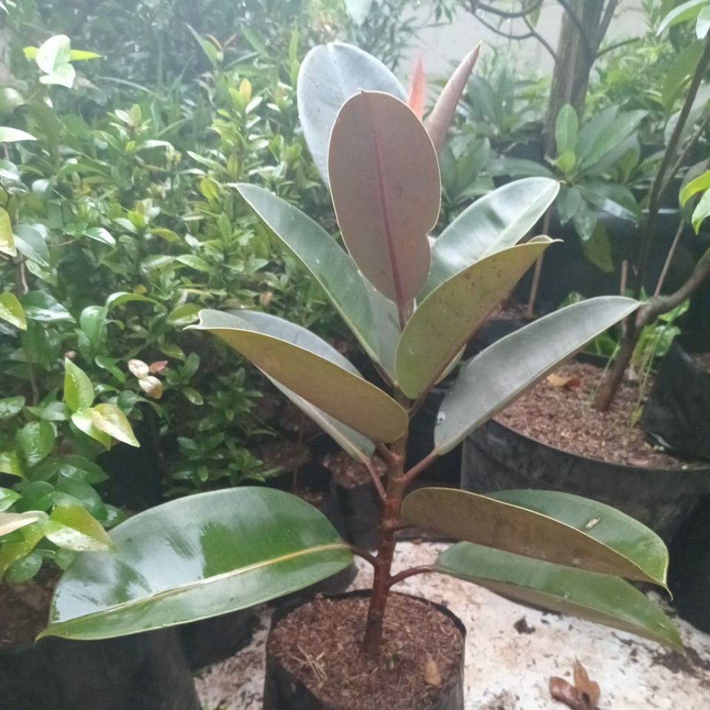 Tanaman daun karet kebo pohon karet kebo