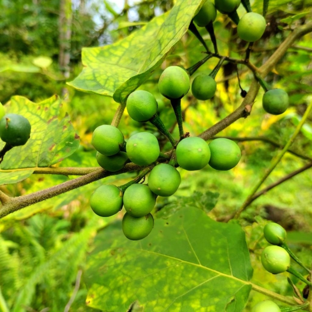 

Paket 250 gram buah cepokak atau tekokak segar terbaik langsung petik