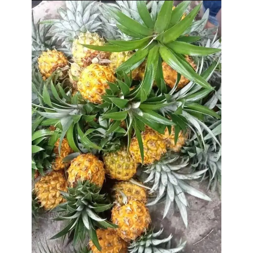 

nanas madu belik pemalang kecil