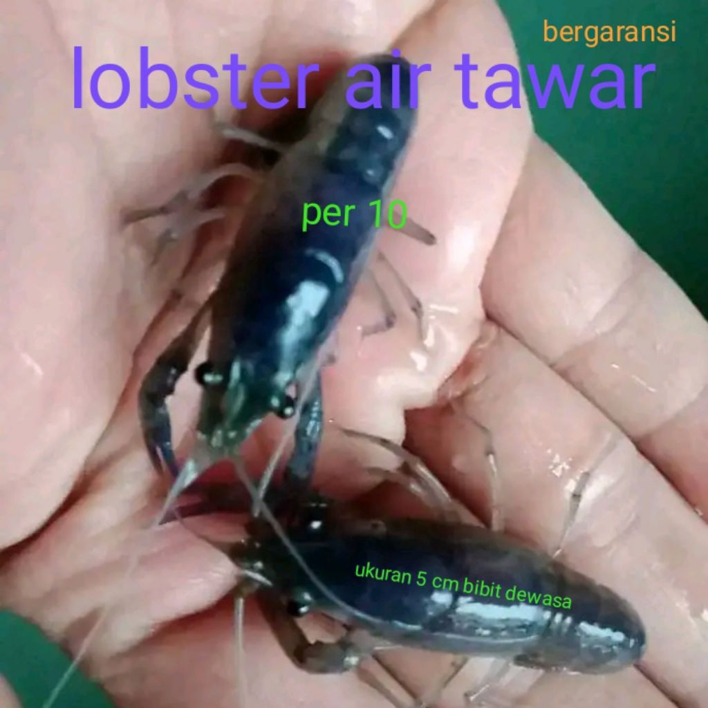

Hiasan aku arium lobster air tawar per 10