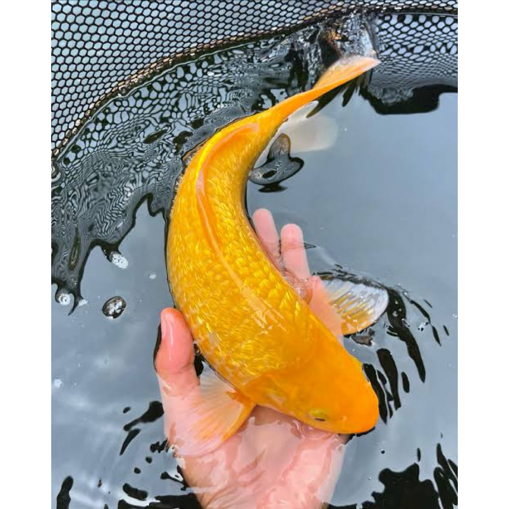 Ikan Koi Blitar - Koi karasi Gindrin size 28-30cm - Ikan Polosan Penjinak kola